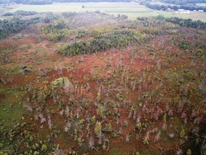 Leaf River Wetland